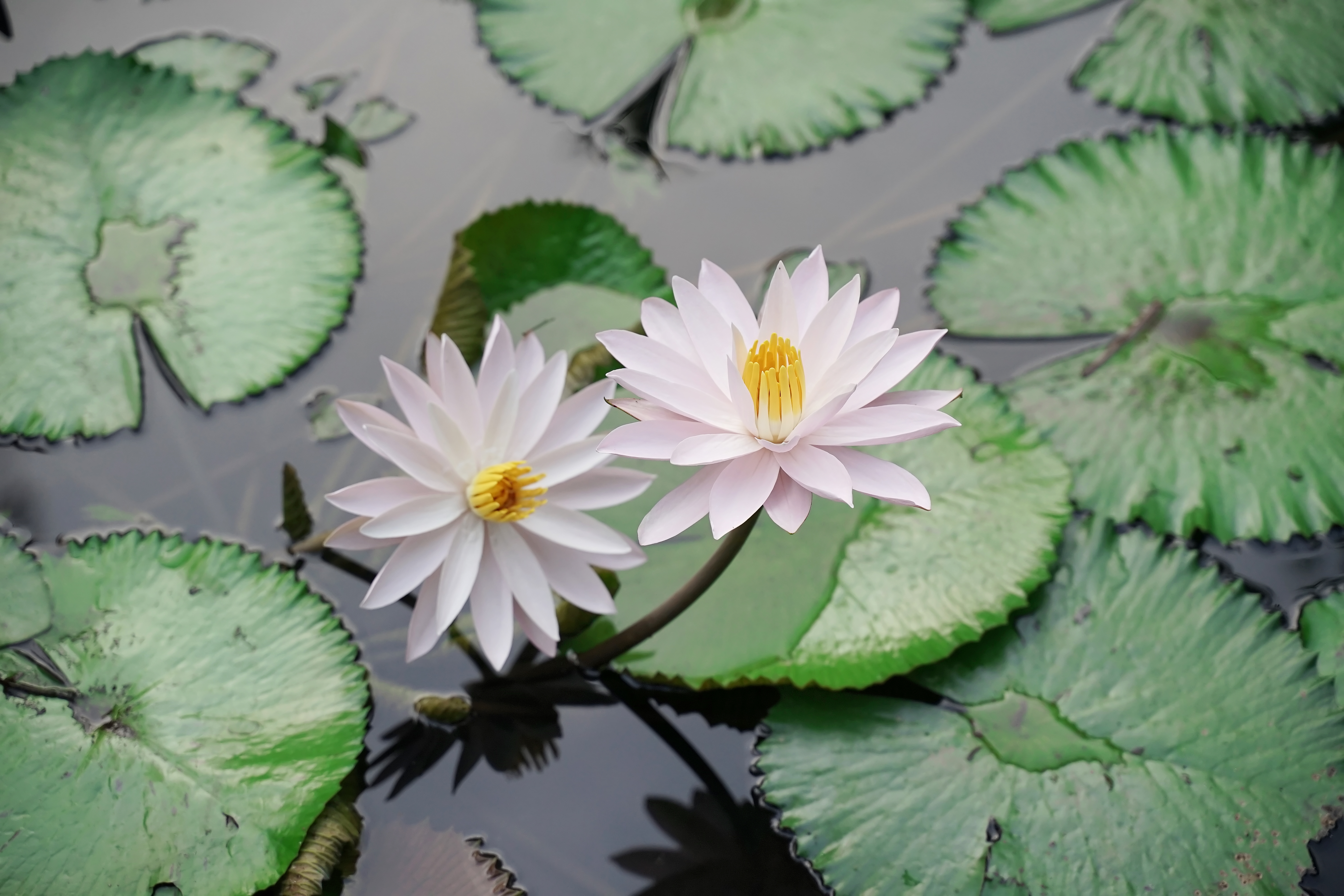 mindfulness